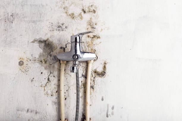 Best Commercial Mold Removal  in Salisbury, NY