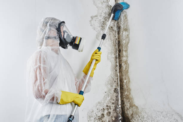 Best Professional Mold Removal  in Salisbury, NY