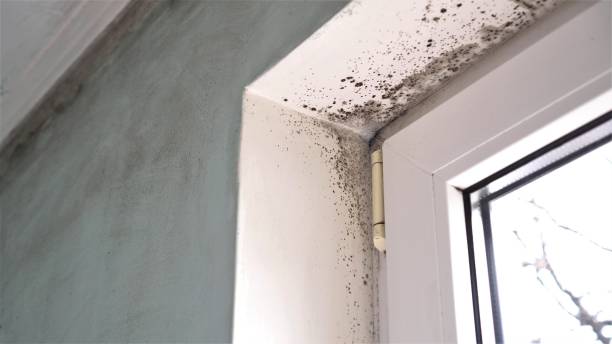 Best Local Mold Removal Service  in Salisbury, NY
