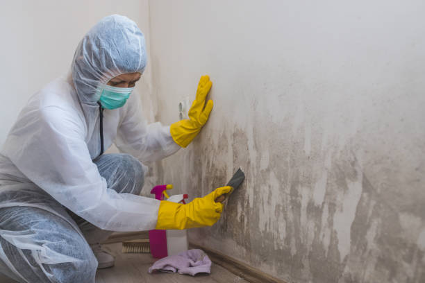 Best Crawl Space Mold Removal  in Salisbury, NY