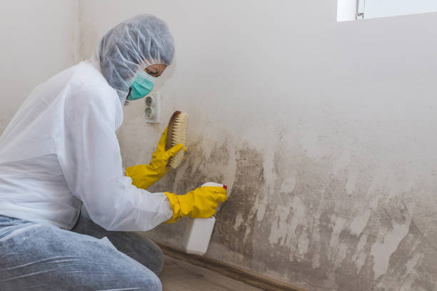 Best Residential Mold Removal  in Salisbury, NY