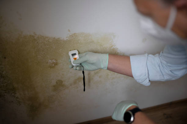 Salisbury, NY Mold Removal Company
