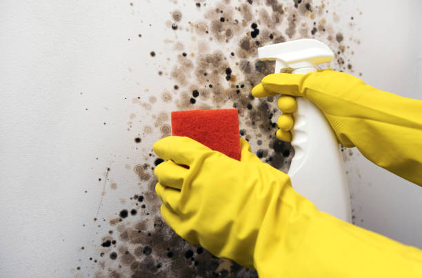 Best Mold Testing  in Salisbury, NY