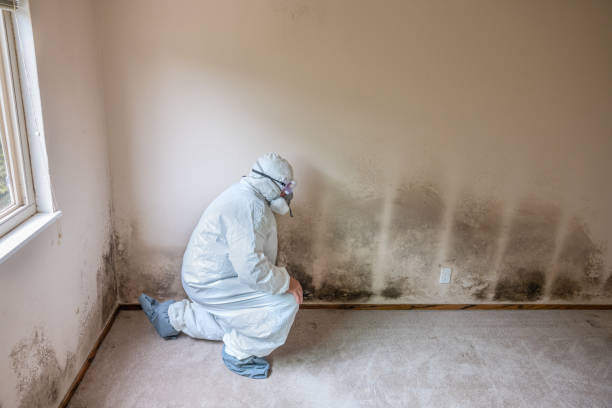 Best Mold Cleaning Services  in Salisbury, NY