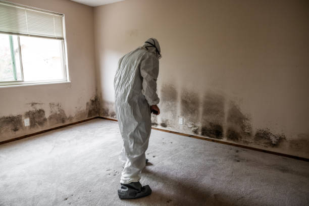 Best Black Mold Removal  in Salisbury, NY
