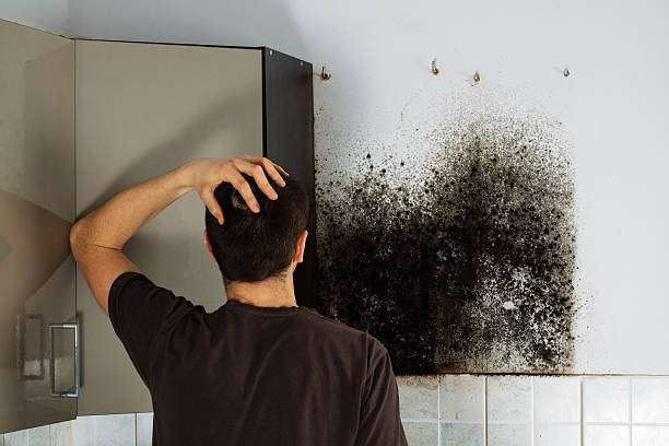 Best Mold Remediation  in Salisbury, NY