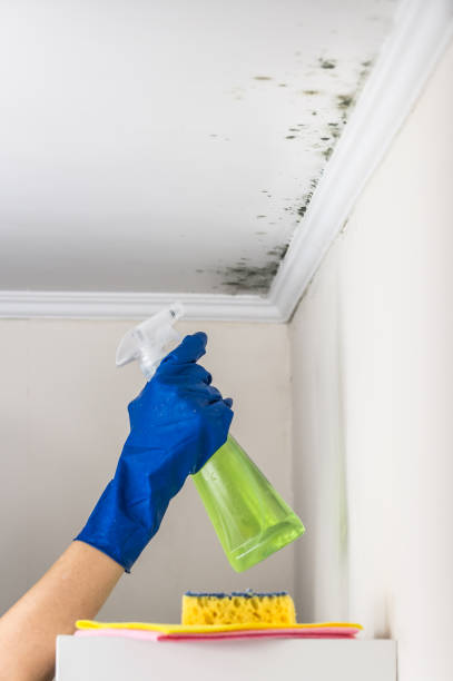 Best Residential Mold Removal  in Salisbury, NY